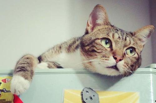 娱乐吃瓜酱不如猫